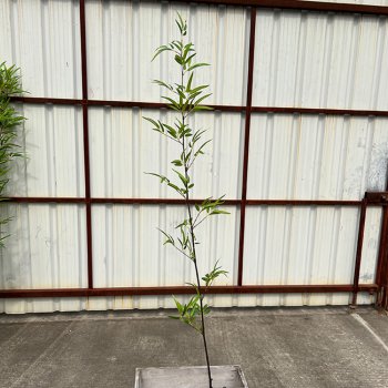 仿真竹子 仿真竹子